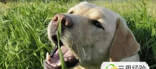 如何预防狗狗拉肚子？（宠物家长必知！预防拉肚子的小技巧）
