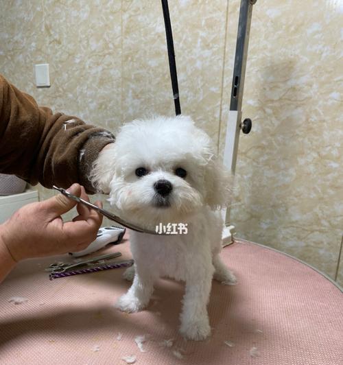狗狗针毛品种全解析（探究针毛狗狗的特点及饲养技巧）