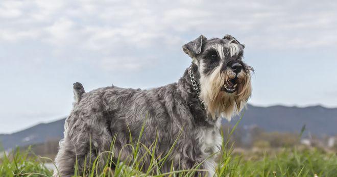 法兰德斯畜牧犬的饲养指南（了解这个品种，享受一生宠爱）