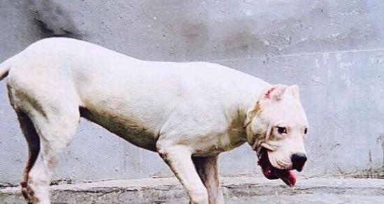 探秘杜高犬的性格特点（以宠物为主，深度解析杜高犬的性格特质）
