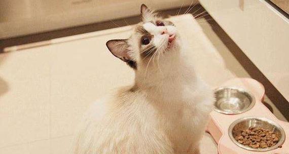 布偶猫的饲养指南（一步步教你如何打理最适合室内生活的猫咪）