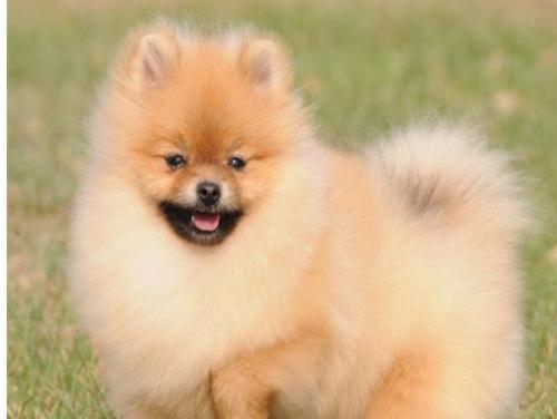 博美幼犬腮毛长成的过程（博美幼犬腮毛的生长周期及护理方法）