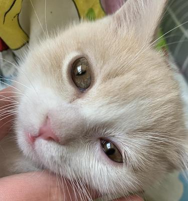 如何有效去除猫咪的眼屎？（猫咪的眼屎问题需要及时解决，关键在于正确方法。）