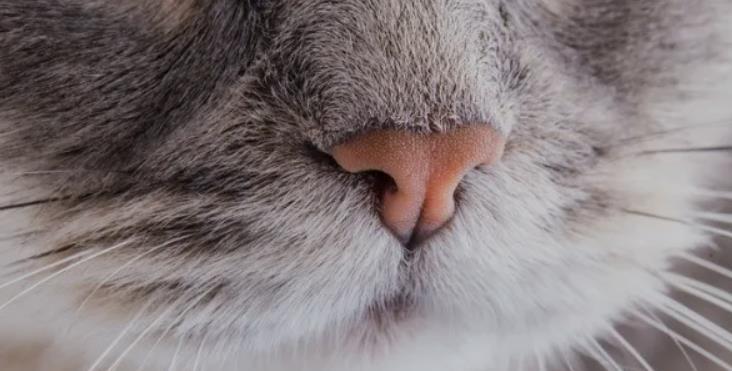 猫咪鼻子湿耳朵发红，你需要知道的15件事！（猫咪健康保健，不容忽视的小问题）