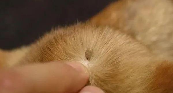 宠物狗狗为什么会掉毛（探究狗狗掉毛的原因和解决方法）