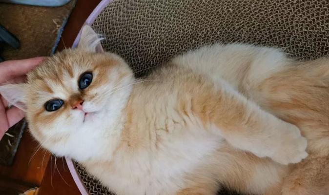 如何准备养小猫？（宠物爱好者必看，小猫护理贴士！）