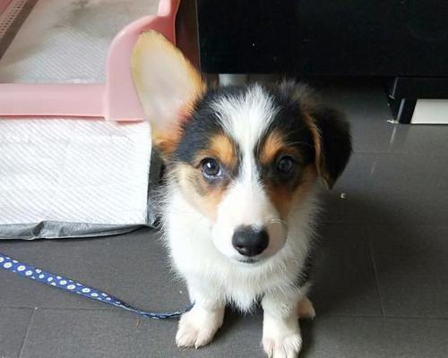 如何正确地为你的柯基犬耳朵进行日常养护？