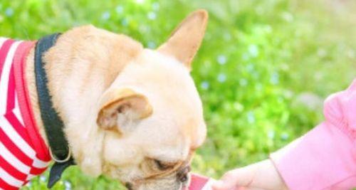 狗狗喝水就吐？教你如何解决！
