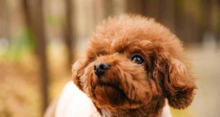 北京犬毛量的养护（如何让你的宠物北京犬毛发亮又健康？）