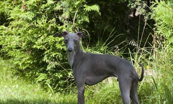 灵犬传奇——探秘灵织犬的历史（探寻灵织犬从远古到现代的演化之路）