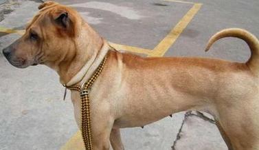 如何帮助狗狗克服发育缓慢的问题？