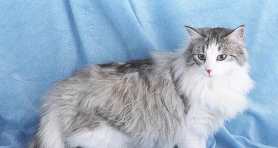 如何正确饲养土耳其安哥拉猫？（掌握这些饲养技巧，让您的猫咪健康快乐）