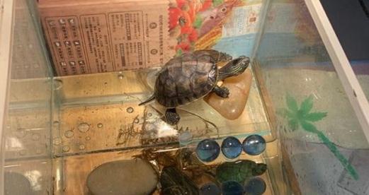 从入手到繁殖，让你成为合格的裸滨鼠饲养者（从入手到繁殖，让你成为合格的裸滨鼠饲养者）
