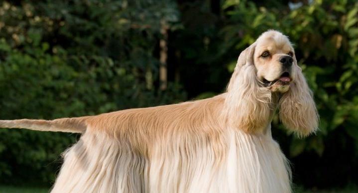 如何正确饲养可卡犬（注意事项和培养方法）