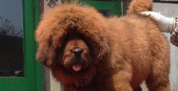 如何鉴别优质藏獒幼犬？（以宠物为主，教你辨别藏獒幼犬的好坏）