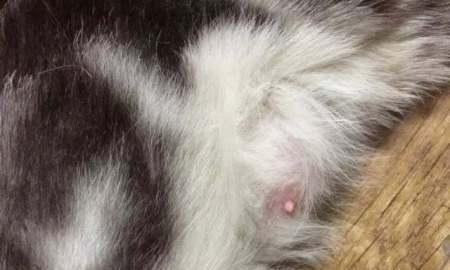 如何判断母猫的怀孕数量？（掌握这些技巧，轻松辨认出母猫的怀孕情况）