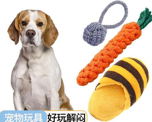 米格鲁猎犬的饲养指南（如何养好一只可爱的米格鲁猎犬）