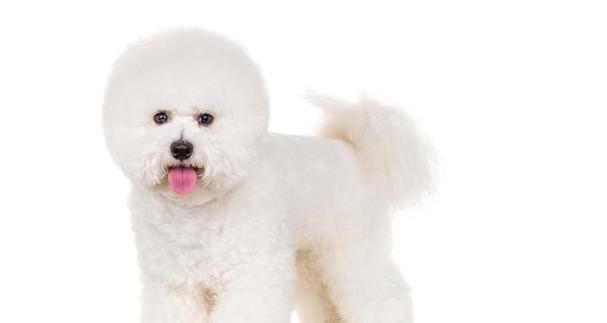 如何科学养护博洛尼亚比熊犬（从喂养到训练，）