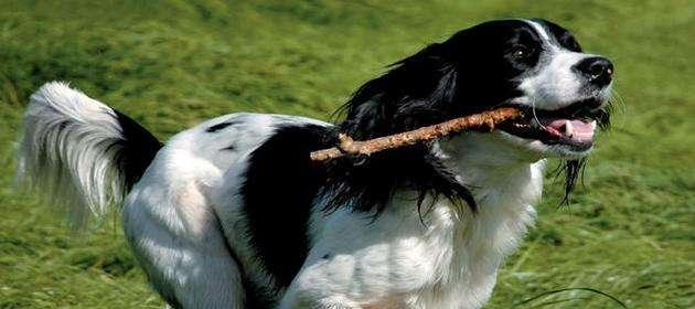 打造健康快乐的以史宾格犬家庭（全面了解以史宾格犬的饲养方法，以“健康”为）
