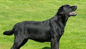 如何正确饲养爱尔兰水猎犬？（掌握这些技巧，让您的宠物健康成长）