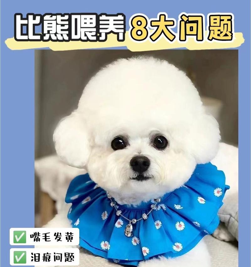 为什么比熊狗狗是优秀的宠物？（从散步到训练，比熊狗狗是您完美的选择！）