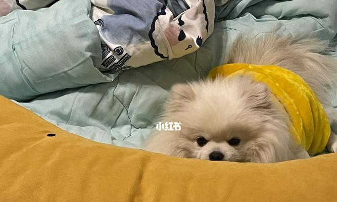 如何应对博美幼犬呕吐、拉肚子和发烧问题（博美幼犬健康护理方案，不可忽视的注意事项）