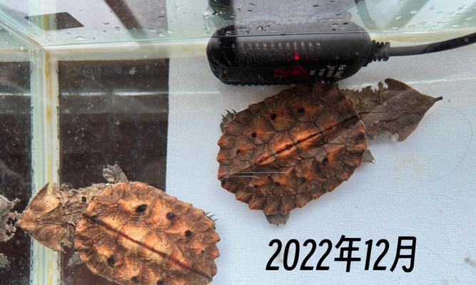 枯叶龟的饲养方法（如何养护健康的枯叶龟？——枯叶龟、饲养）