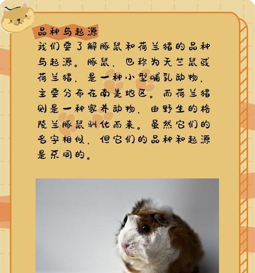 白色黑眼天竺鼠的饲养方法（养殖与喂养技巧，保证宠物健康）
