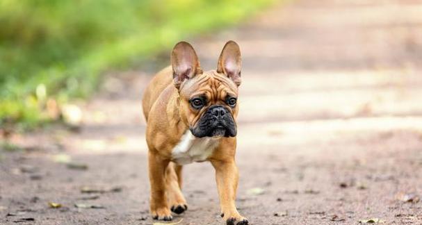 养育英国斗牛犬的指南（一步步学习如何照顾这个热情而忠实的宠物）