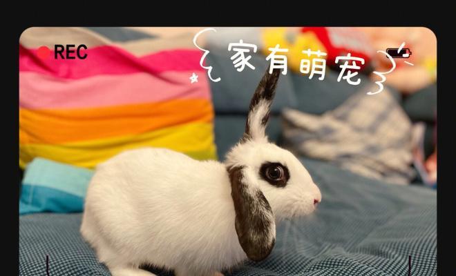 如何正确饲养熊猫兔（照顾熊猫兔的贴心指南）