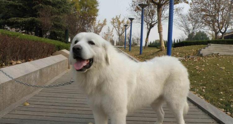 大白熊犬——可爱、聪明的优秀家庭伴侣（大白熊犬的优势及其饲养要点）