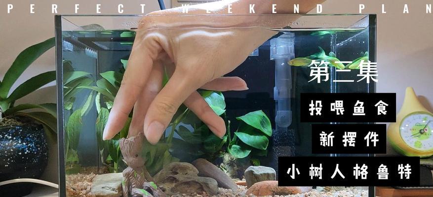 斑马鱼饲养攻略——喂养技巧与注意事项（如何正确喂养斑马鱼？）