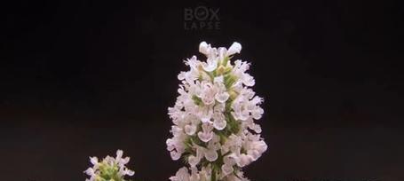 猫薄荷是什么？——了解小猫爱不释手的香草（小猫可以吃猫薄荷吗？——保持适度使用才能给小猫带来益处）
