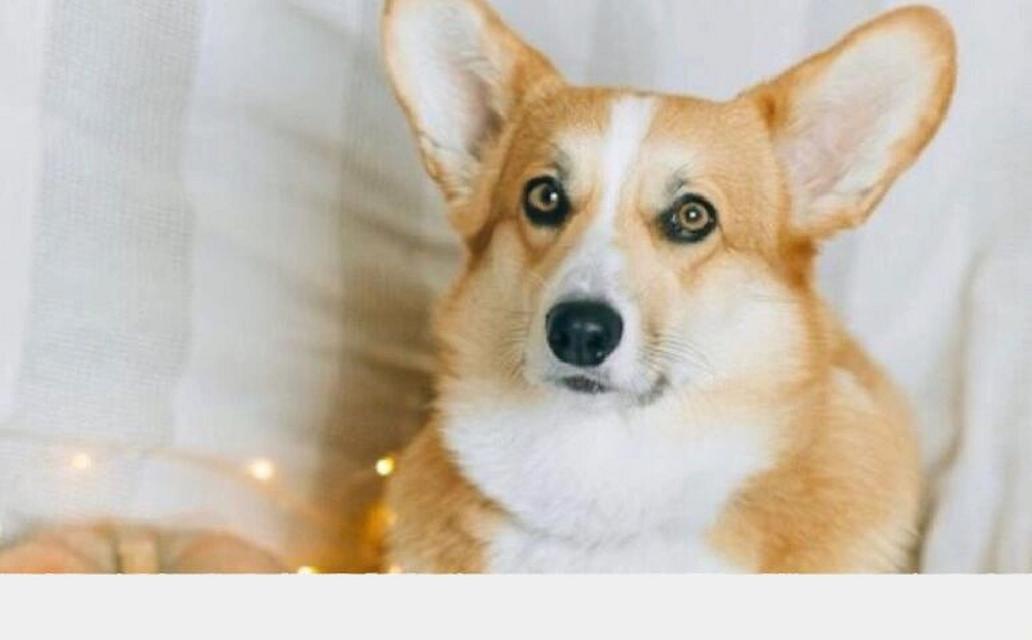 柯基犬断尾的必要性（解析断尾对柯基犬的影响与意义）