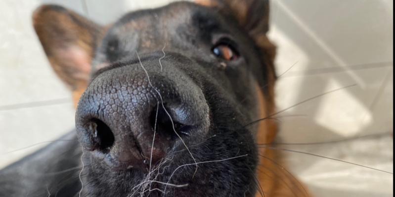 德国牧羊犬掉毛的原因及解决方法（为什么德国牧羊犬掉毛严重？如何减少掉毛问题？）