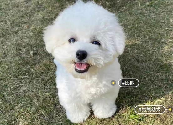 比熊犬（优点与缺点全面解析，为你决定是否适合饲养比熊犬提供参考）