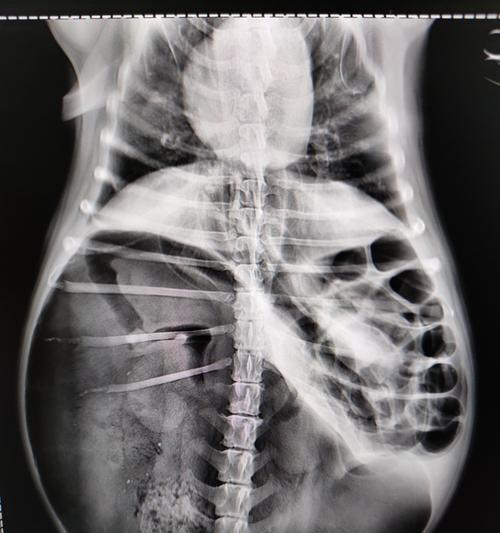 犬眼线虫病的治疗方法与预防措施（打破眼线虫的困扰，宠物犬恢复健康快乐生活）