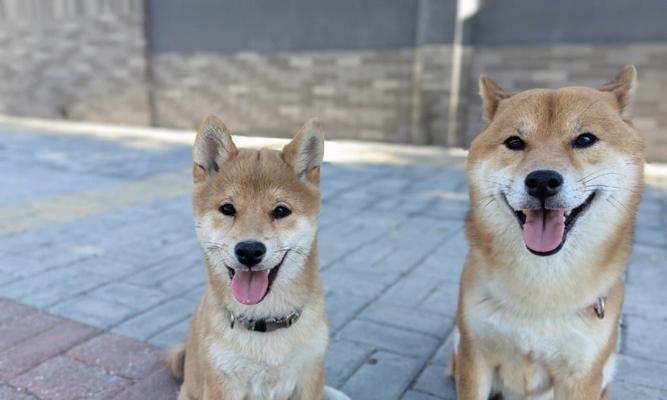 以豆柴究竟是不是柴犬？（外形不同之处揭秘）