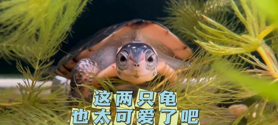 如何科学养护乌龟（打造舒适乌龟家园）