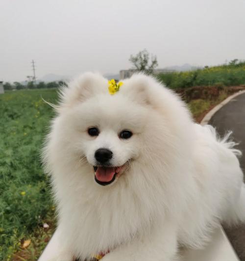 英式博美与美式博美（探索英式博美和美式博美的区别与共同点）