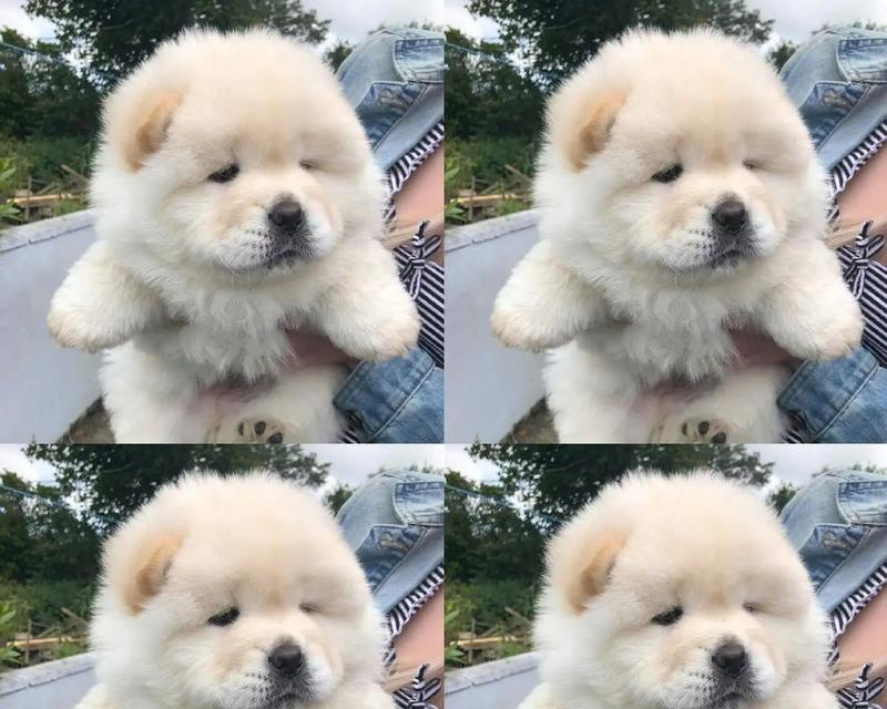 以松狮犬为宠物的好养与否（探讨松狮犬的特点和饲养要点）