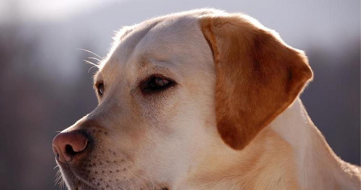 掌握拉布拉多幼犬的喂养常识（如何正确饲养拉布拉多幼犬）
