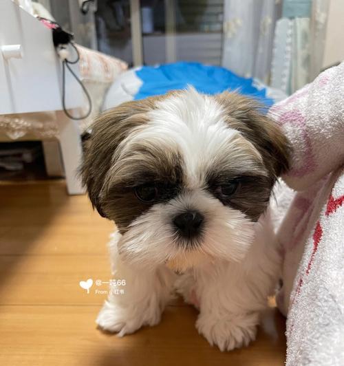 养西施犬的注意事项（如何科学饲养你的西施犬）