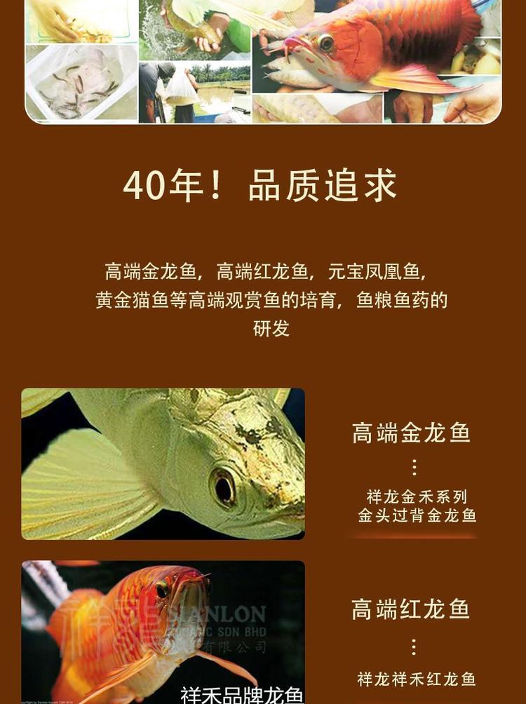 探索多彩龙鱼世界（品种繁多，色彩斑斓的神奇龙鱼）