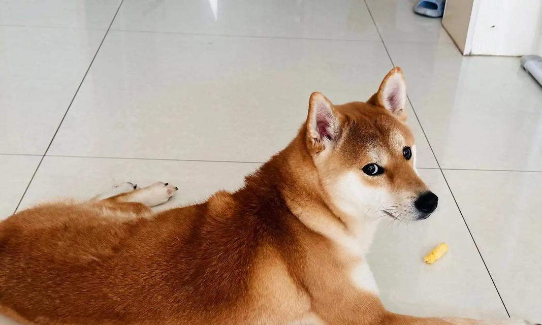 柴犬价格调查与分析（了解柴犬价格的因素和范围，从而做出明智的选择）