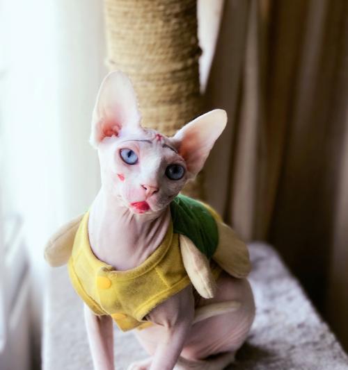 加拿大无毛猫（探索无毛猫的独特特性与魅力）
