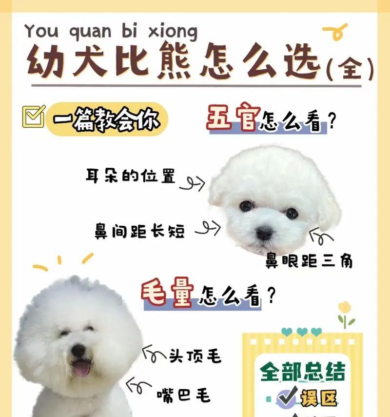 了解比熊犬（一起探索可爱的比熊犬世界吧！）