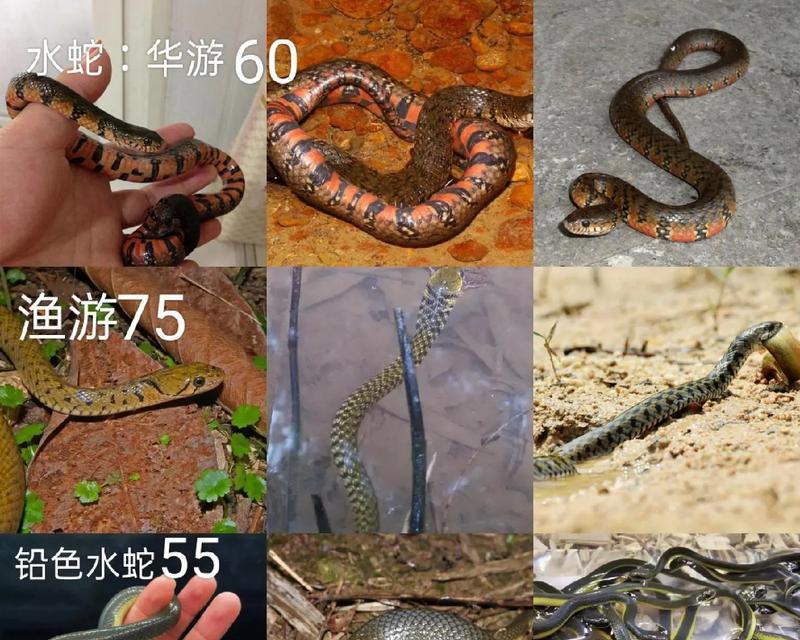 养宠需谨慎，注意选择有风险的另类宠物（饲养另类宠物需谨慎选择，提前了解风险与注意事项）