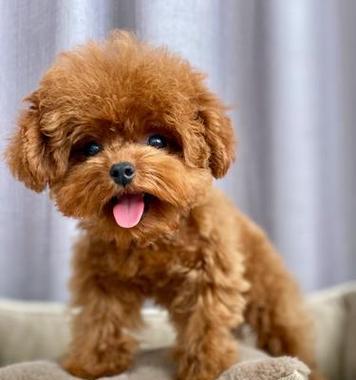 贵宾犬价格揭秘（探究贵宾犬价格的奥秘，了解不同血统的差别）