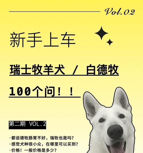 白色瑞士牧羊犬的由来及适宜家养的原因（历史悠久的瑞士牧羊犬品种，适合与家庭共处）
